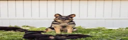 German Shepherd dogs for sale: Princess - Ad 12