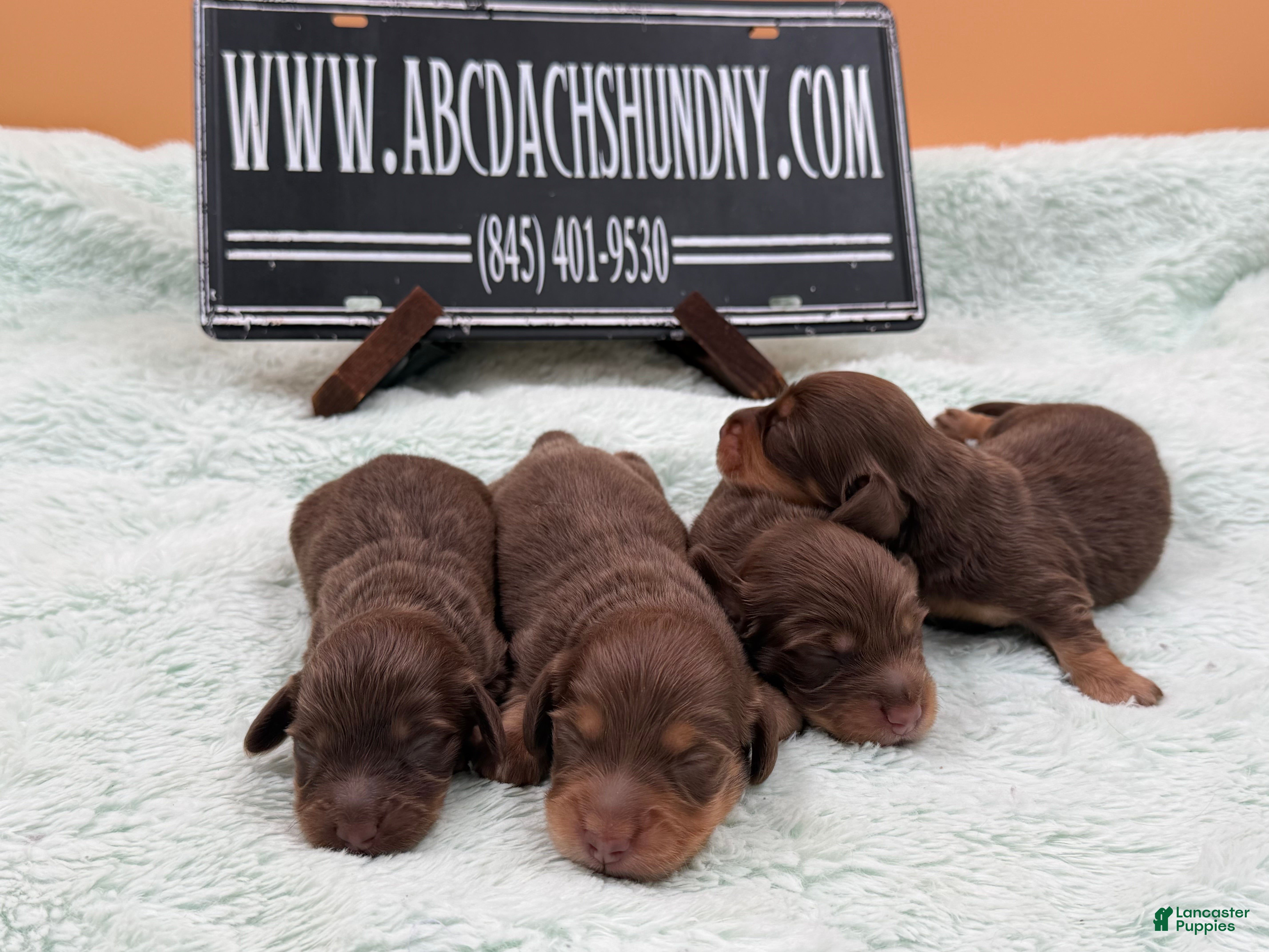 Miniature Dachshund dogs Russian pra clear - Ad 13