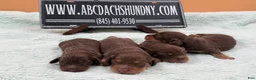 Miniature Dachshund dogs for sale: Russian pra clear - Ad 1