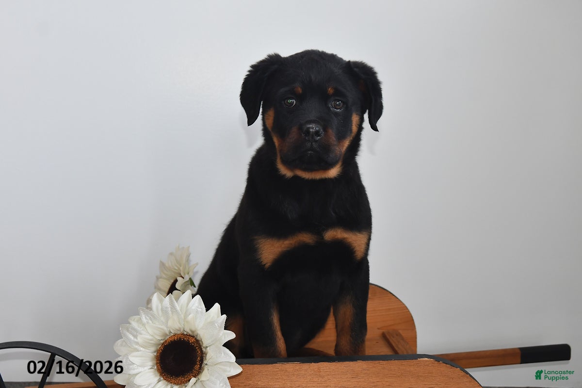 Rottweiler dogs Sasha - Ad 1