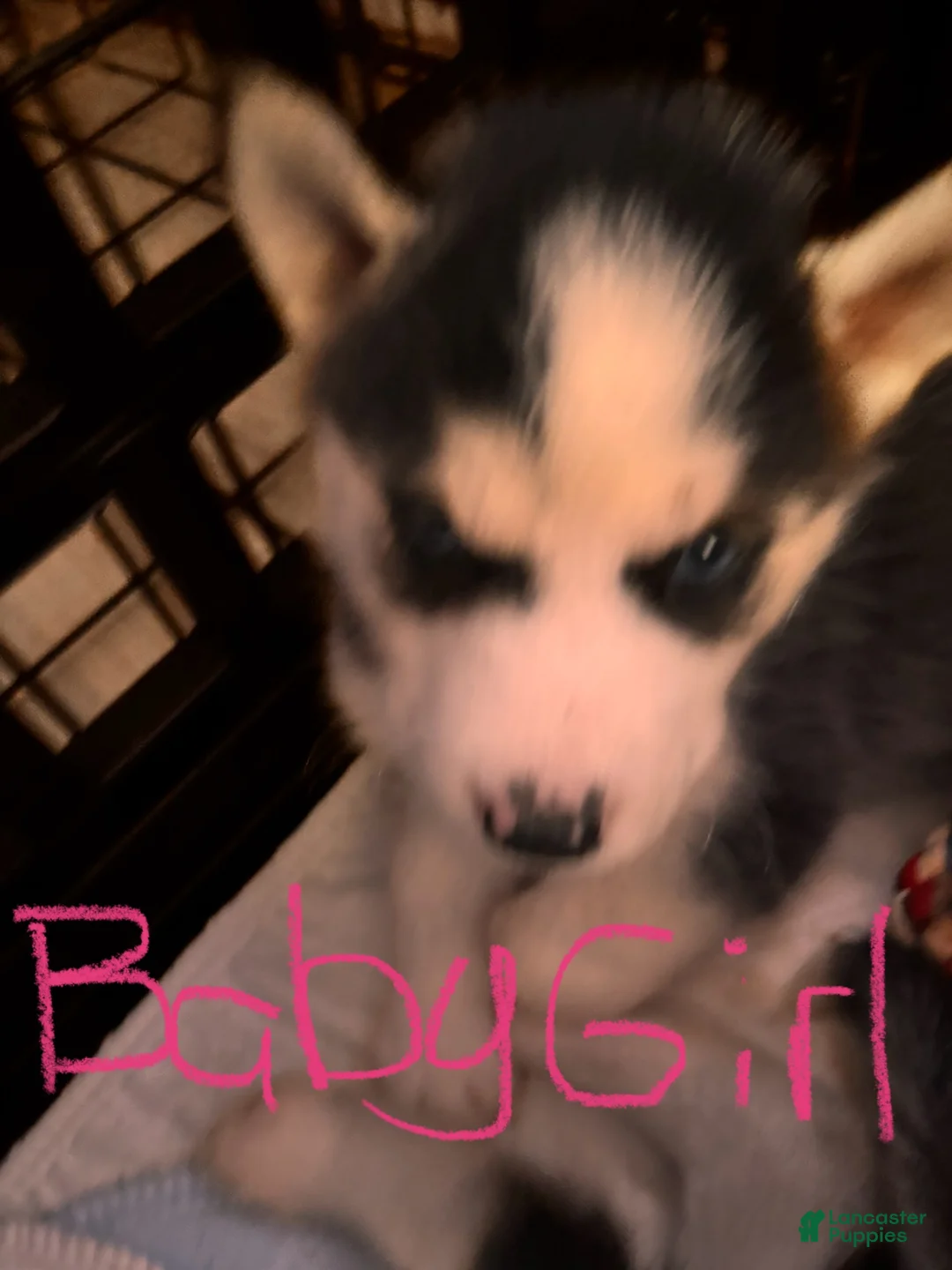 Siberian Husky dogs for sale: Siberian Husky 3 - Ad 1