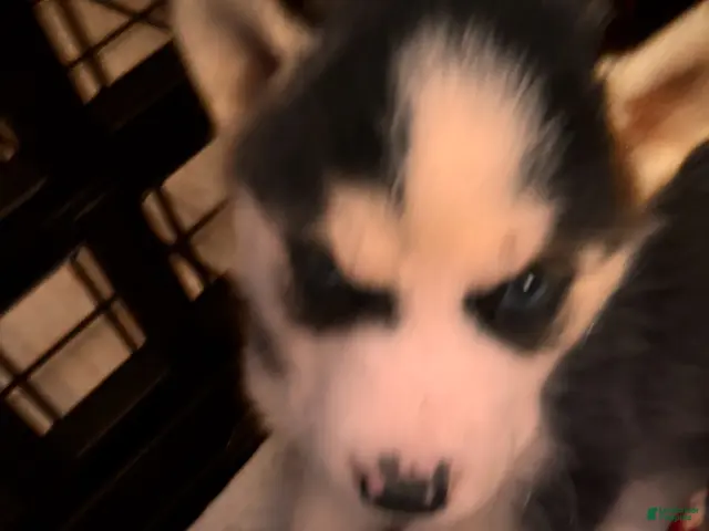 Siberian Husky dogs for sale: Baby Girl - Ad 1