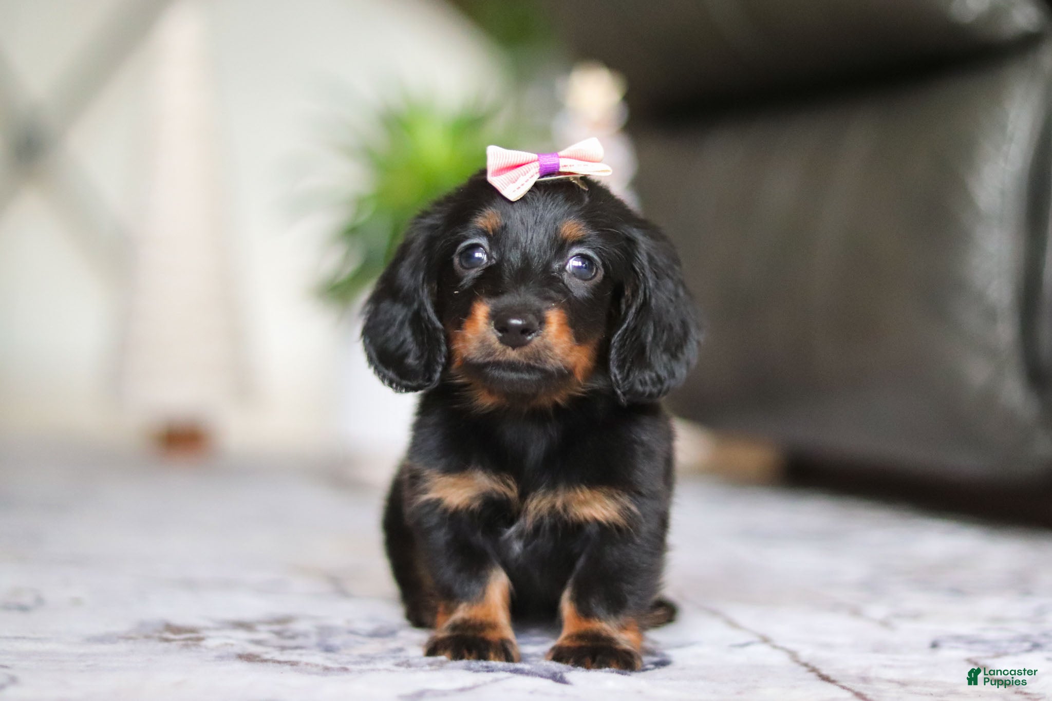 Miniature Dachshund dogs Pippa - Ad 36