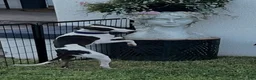 Italian Greyhound dogs for sale: Rufus - Ad 7