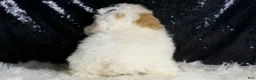 Toy Poodle dogs for sale: Frizzy - Ad 4