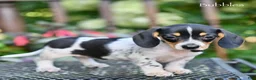 Miniature Dachshund dogs for sale: Bubbles - Ad 4