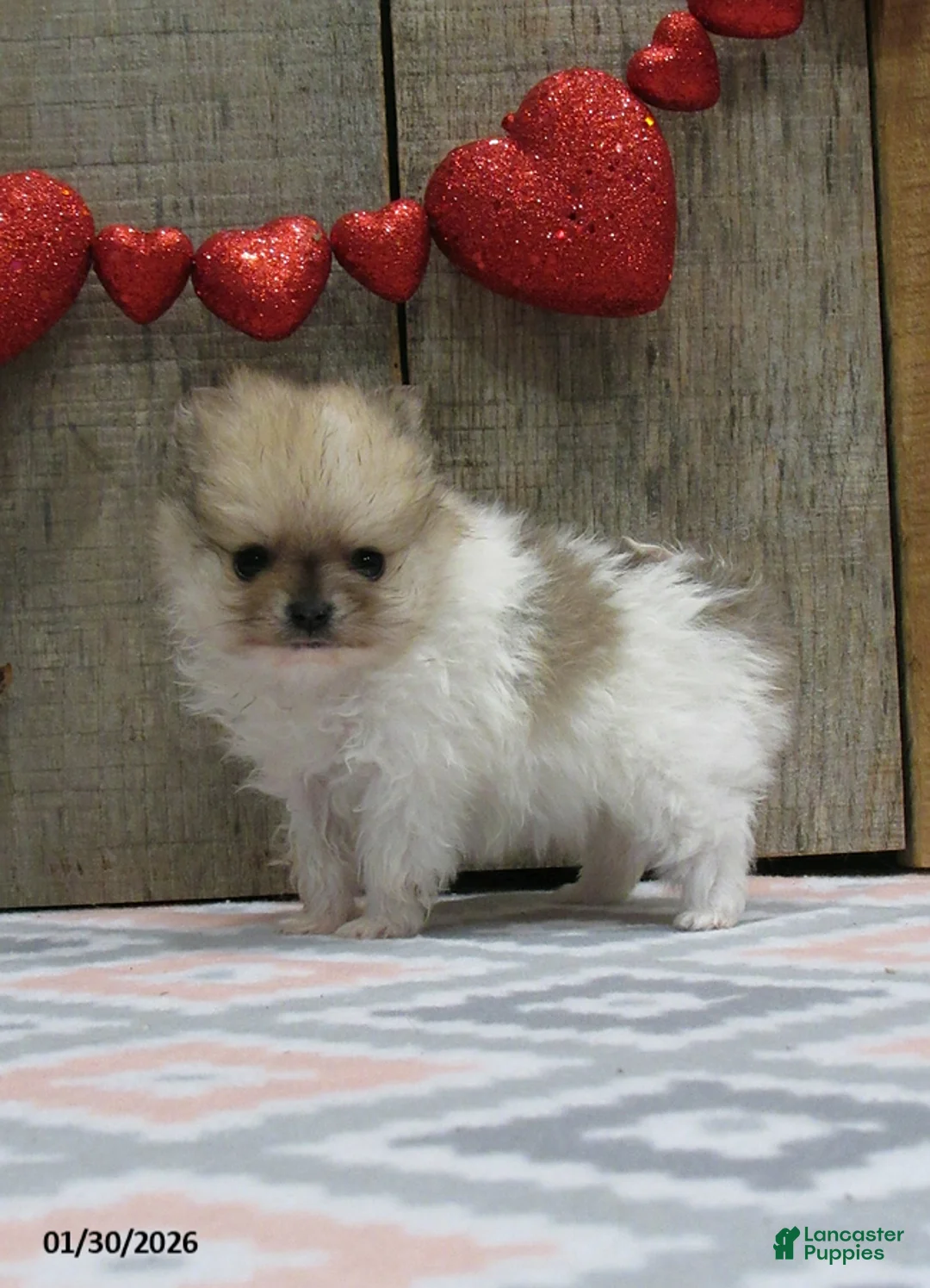 Pomeranian dogs for sale: Minnie - Ad 3