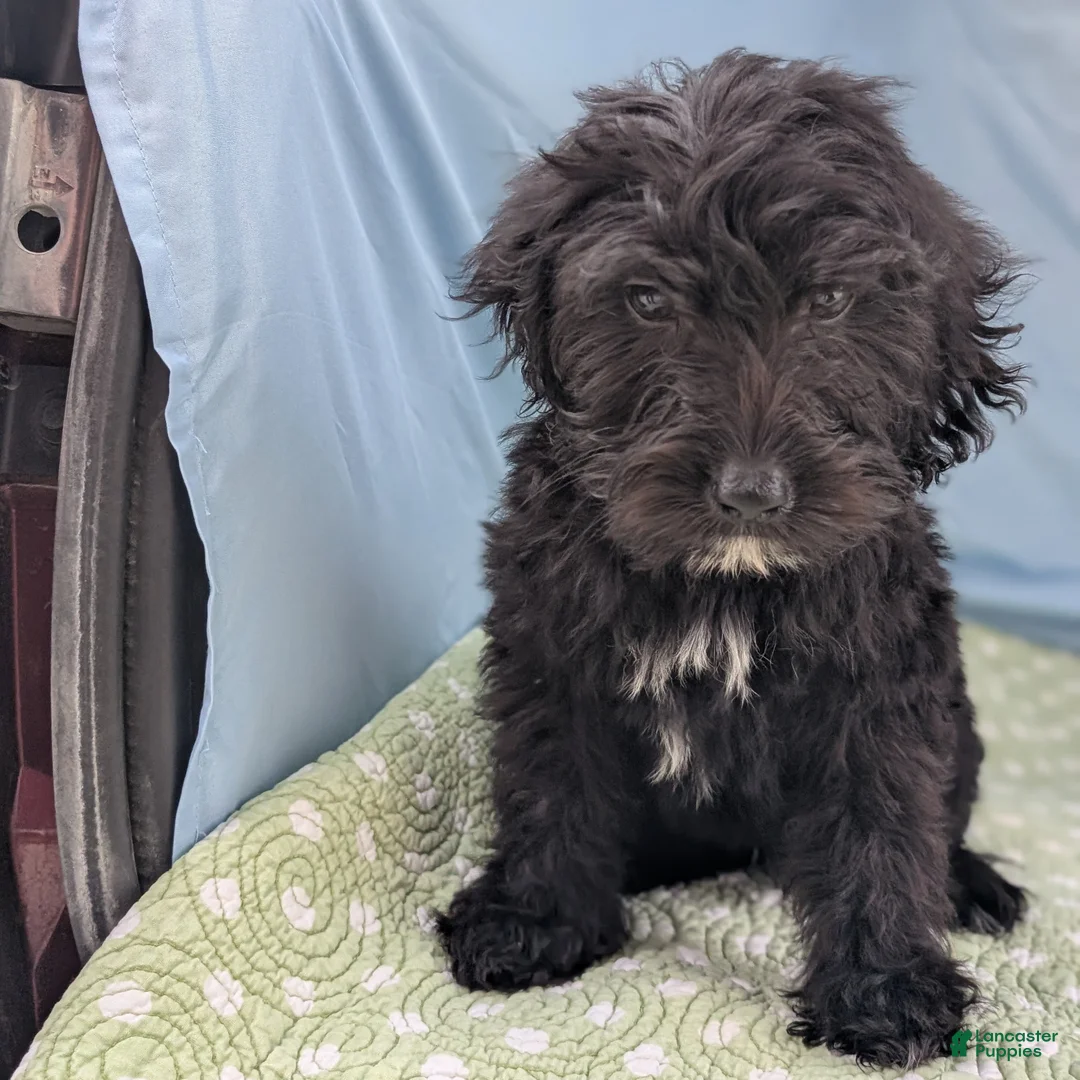 Mixed Breed dogs for sale: Noche (Night) - Ad 5