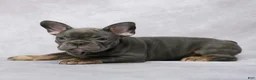 French Bulldog dogs for sale: Gia - Ad 3