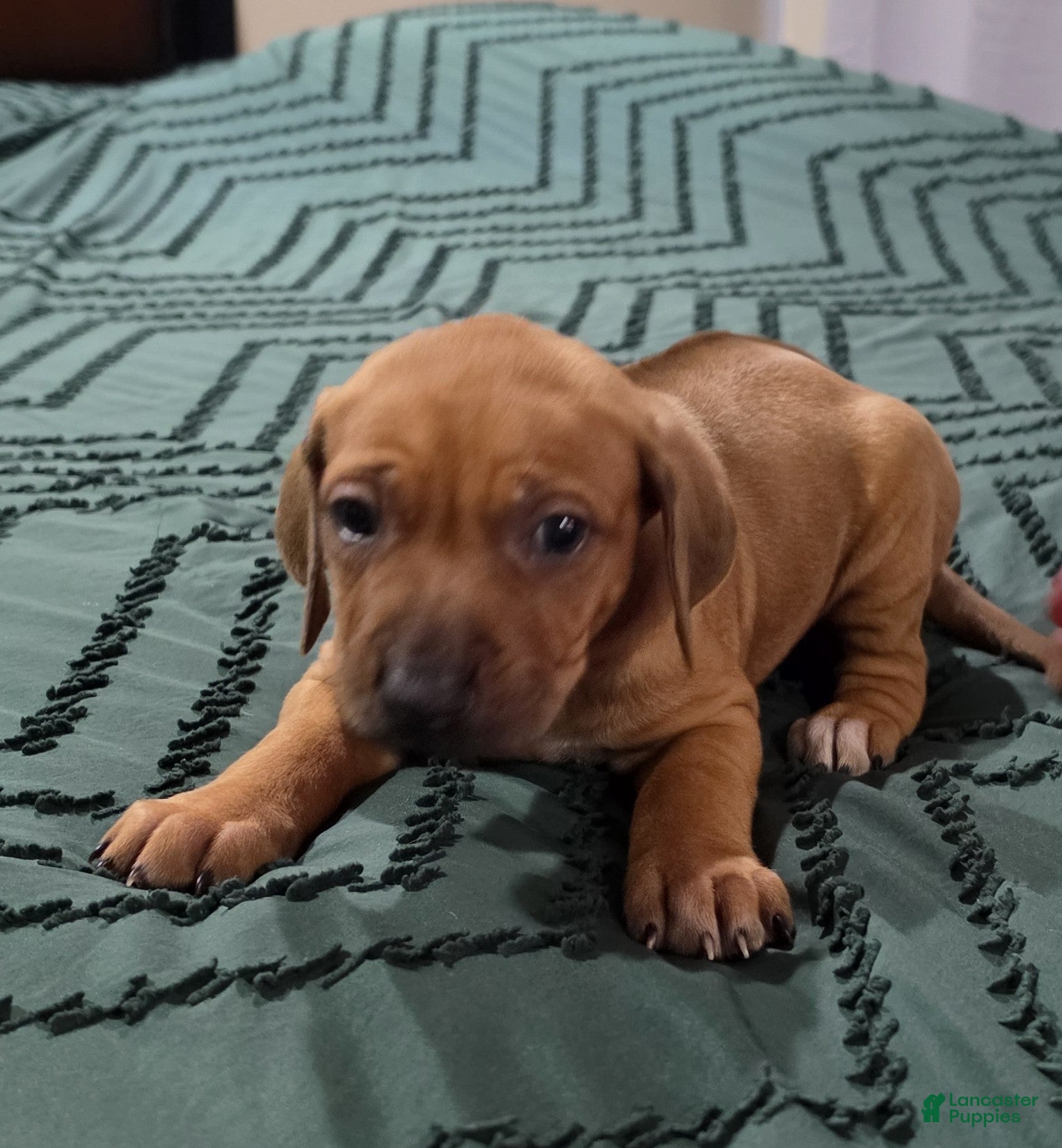 Rhodesian Ridgeback dogs Lucy - Ad 7