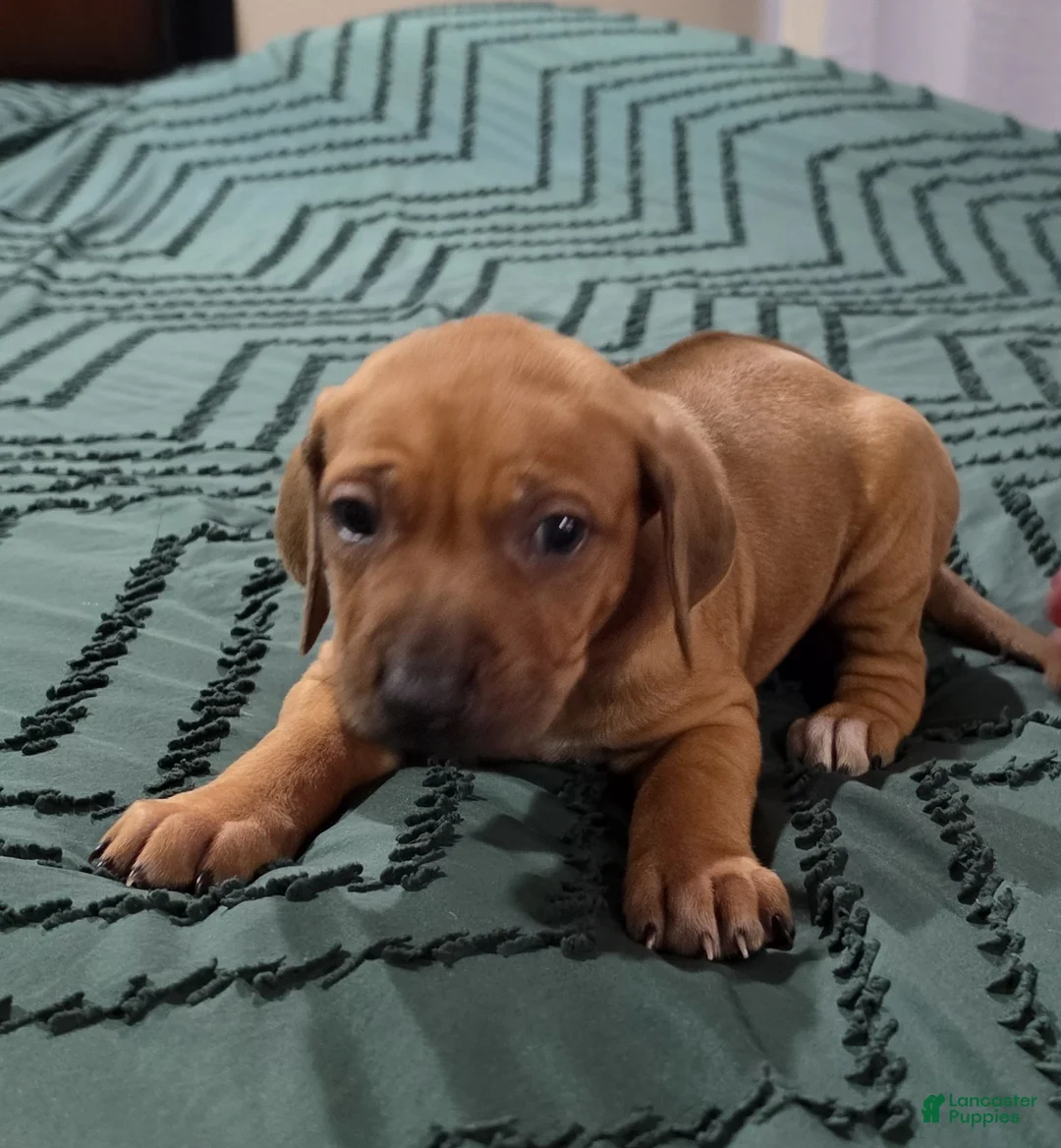 Rhodesian Ridgeback dogs for sale: Lucy - Ad 1