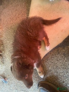 Australian Shepherd dogs Australian Shepherd 5 - Ad 1