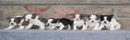 Boston Terrier dogs for sale: Alex  - Ad 6