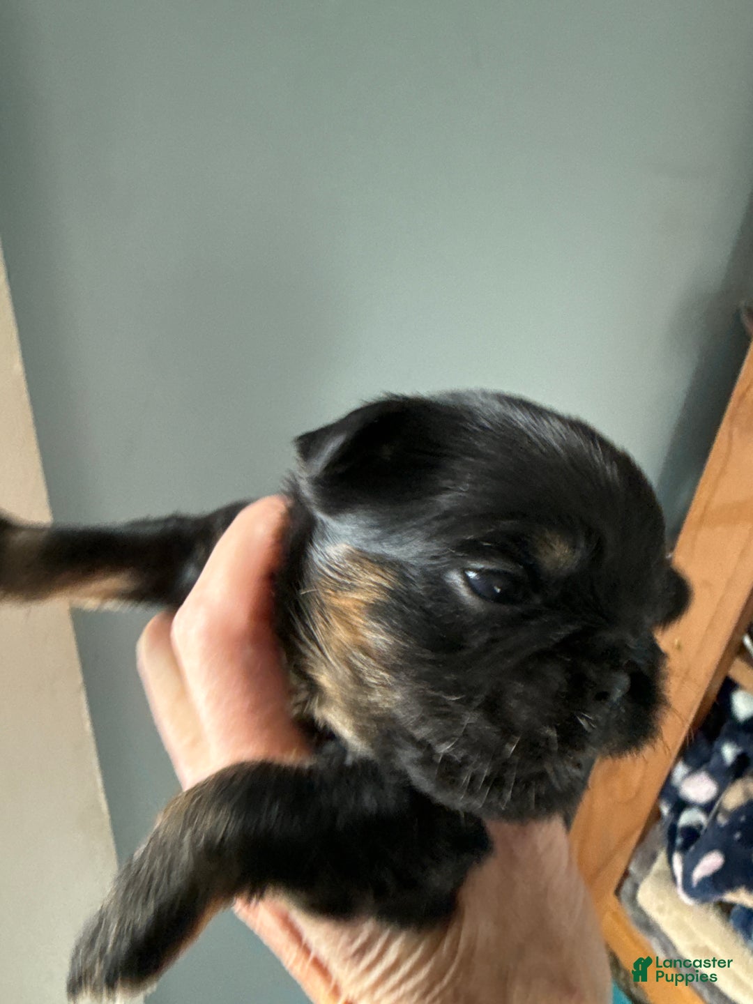 Brussels Griffon dogs for sale: Calvin - Ad 4