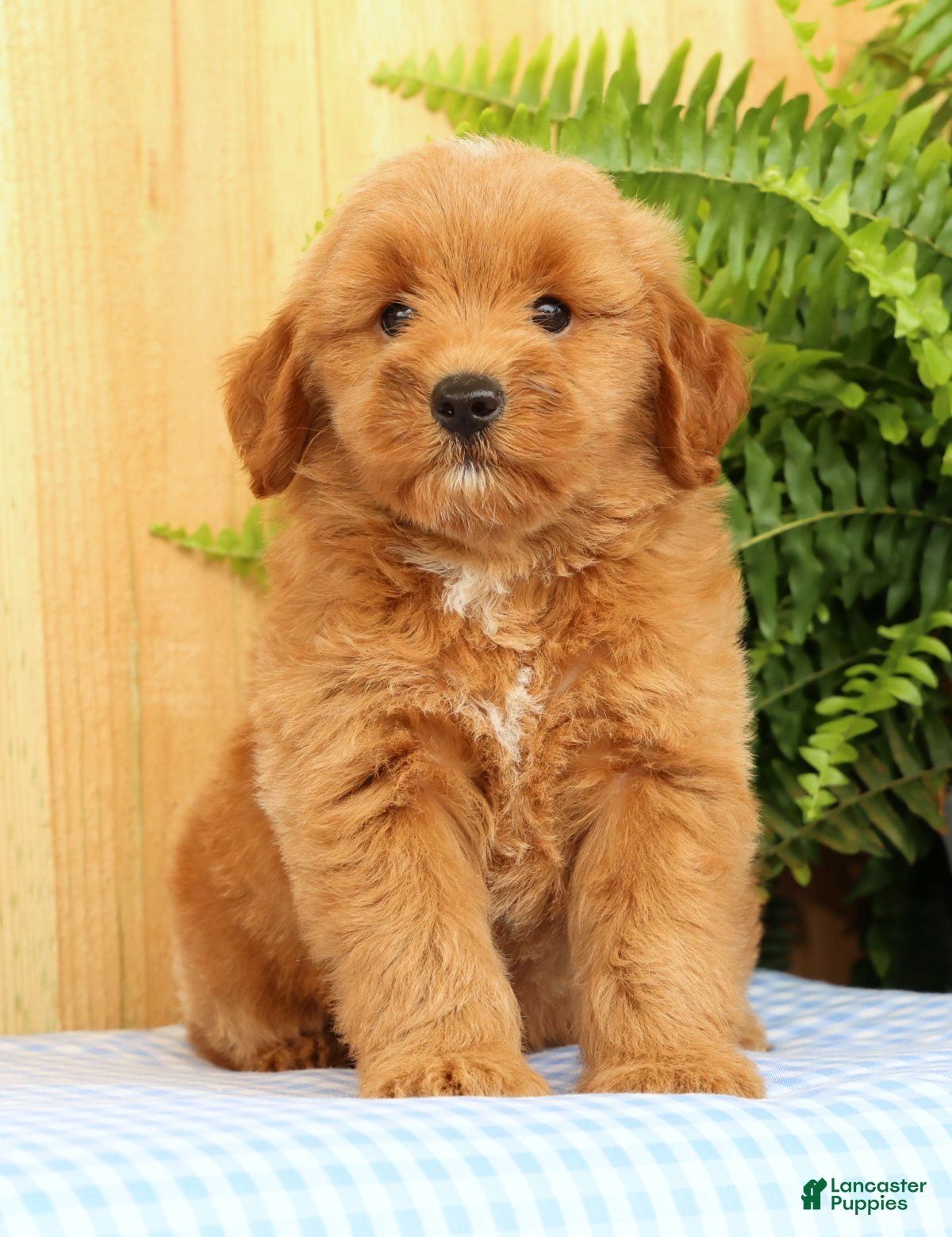 Mini Goldendoodle dogs Cricket - Ad 1