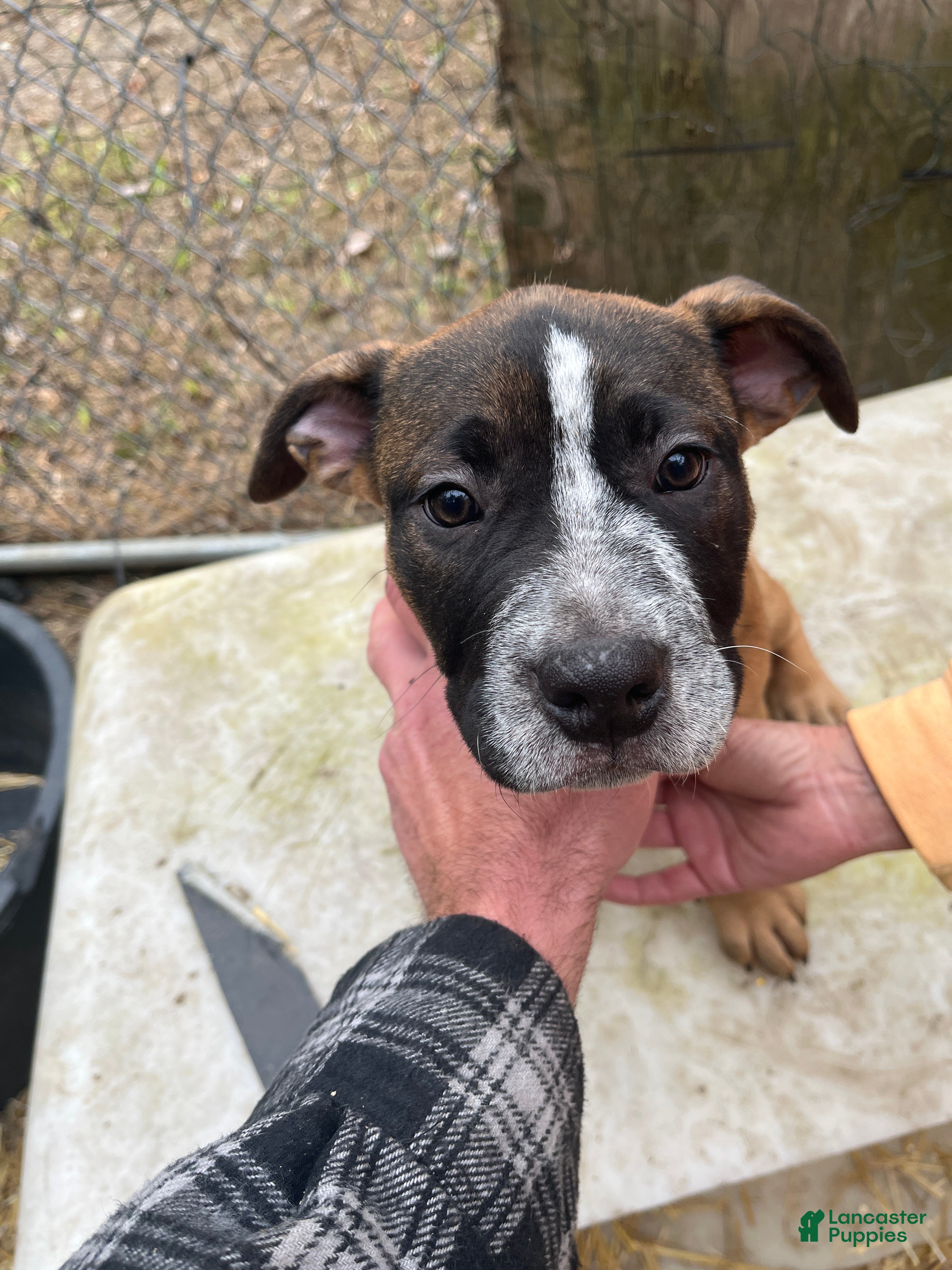 Mixed Breed dogs Mixed Breed Puppy 4 - Ad 4