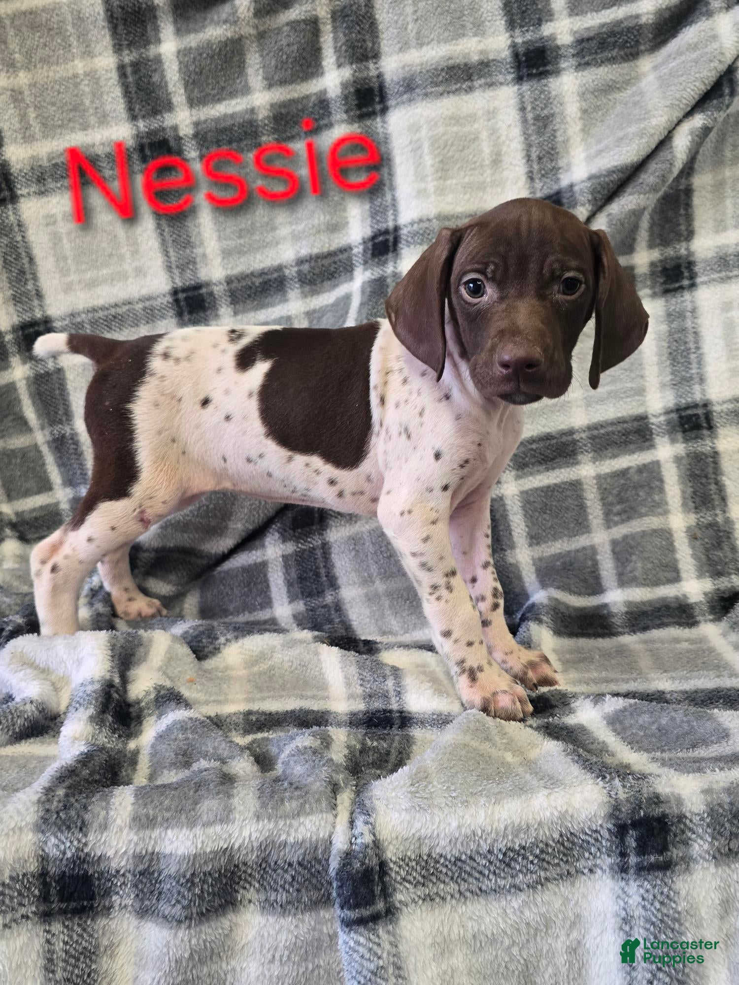 German Shorthaired Pointer dogs NESSIE - Ad 33