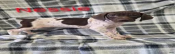 German Shorthaired Pointer dogs for sale: NESSIE - Ad 1