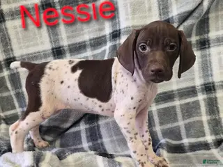 German Shorthaired Pointer dogs NESSIE - Ad 33