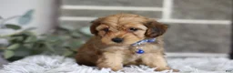 Yorkiepoo dogs for sale: Peanut - Ad 9