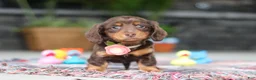 Miniature Dachshund dogs for sale: Charlie - Ad 7