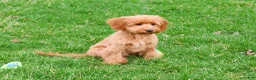 Cavapoo dogs for sale: Carson  - Ad 3
