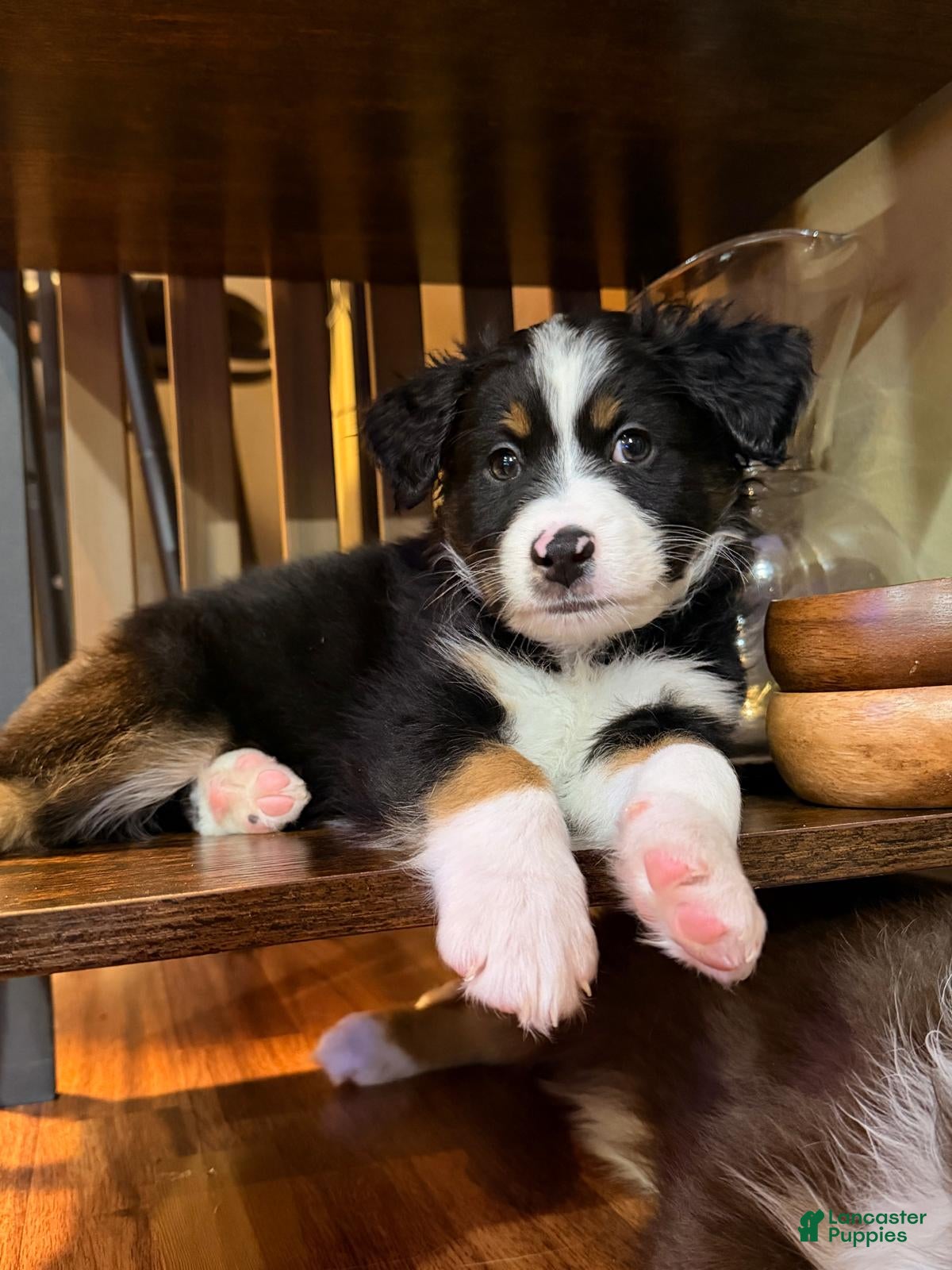 Miniature Australian Shepherd dogs Bruno  - Ad 18