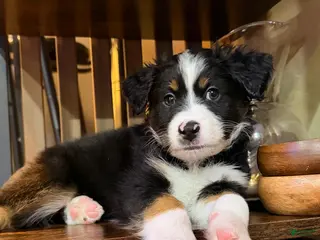 Miniature Australian Shepherd dogs Bruno - Ad 18