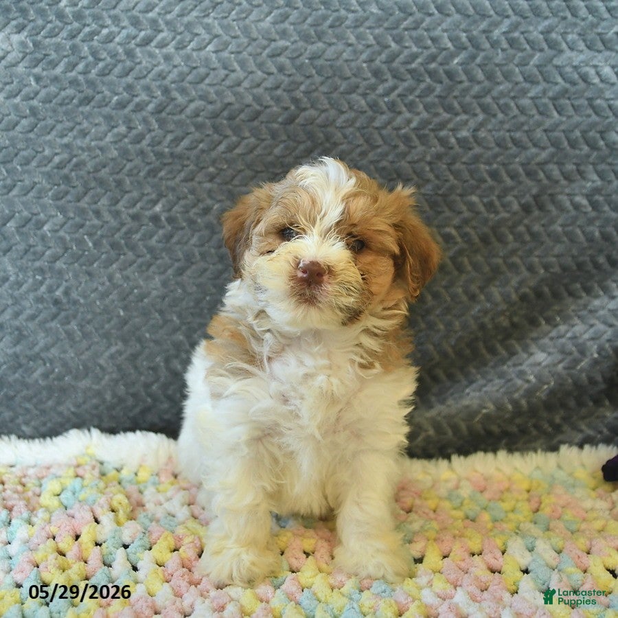 Maltipoo dogs Lucy  - Ad 2