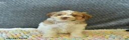 Maltipoo dogs for sale: Lucy  - Ad 2