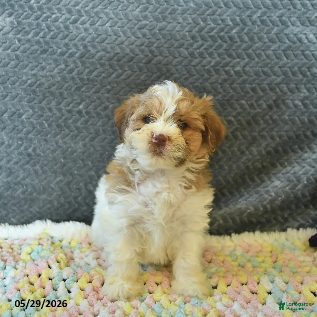 Maltipoo dogs for sale: Lucy  - Ad 2