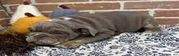 English Bulldog dogs for sale: Emmitt - Ad 6