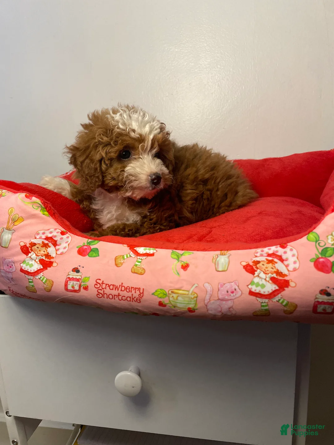 Toy Poodle dogs for sale: Daisy  - Ad 2