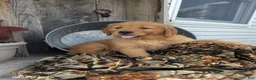 Golden Retriever dogs for sale: Mason - Ad 2