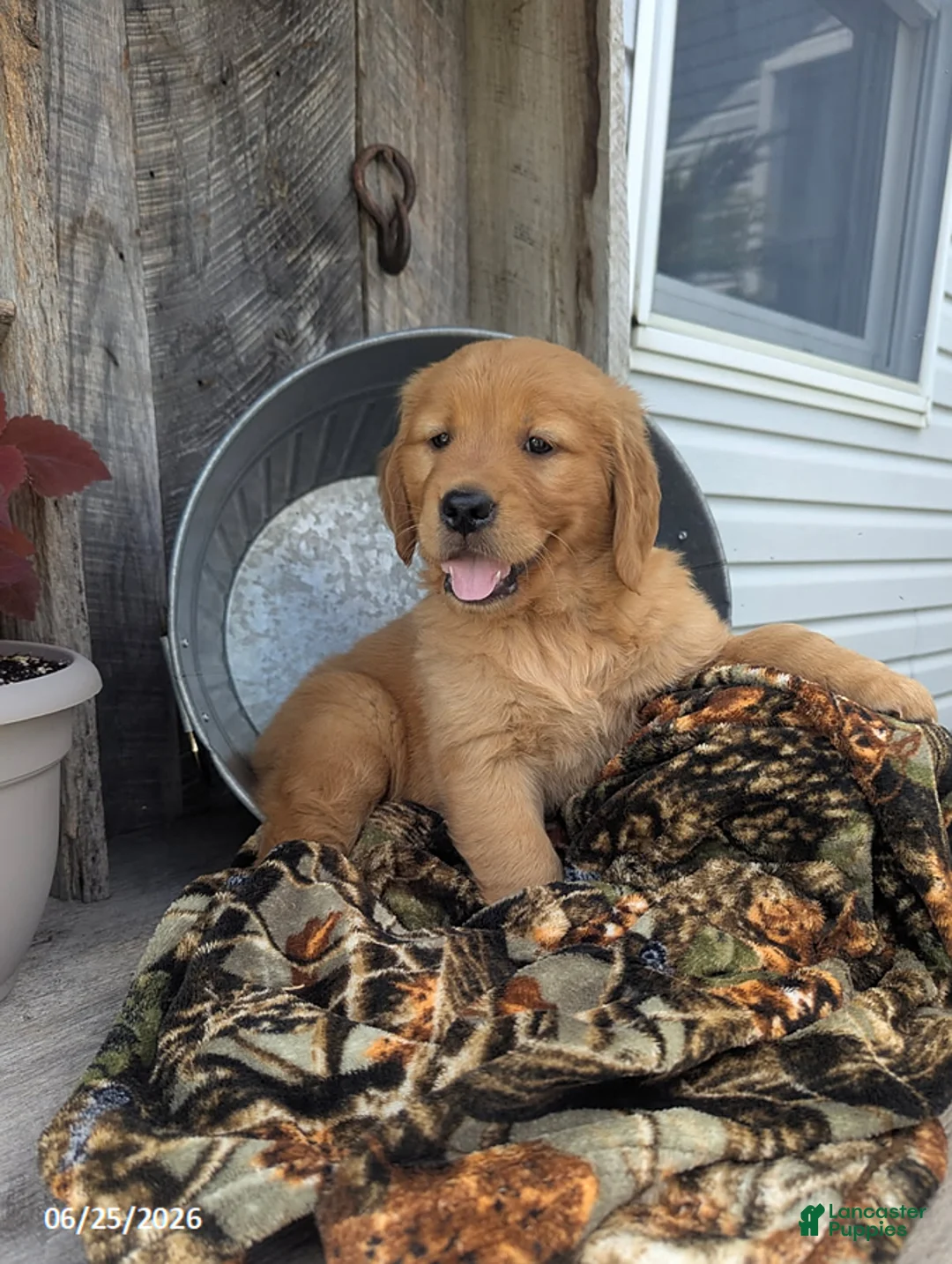 Golden Retriever dogs for sale: Mason - Ad 2