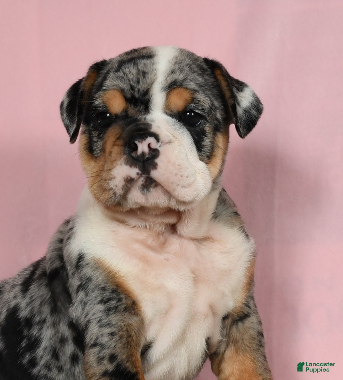 Bull Dog Blue Eyed Bulldog Puppies For Sale Blue French Bull Dog