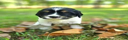 English Springer Spaniel dogs for sale: Liberty  - Ad 16