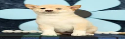 Shiba Inu dogs for sale: Kelsey - Ad 5