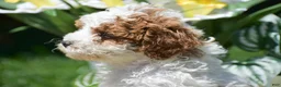 Miniature Poodle dogs for sale: Preston - Ad 7