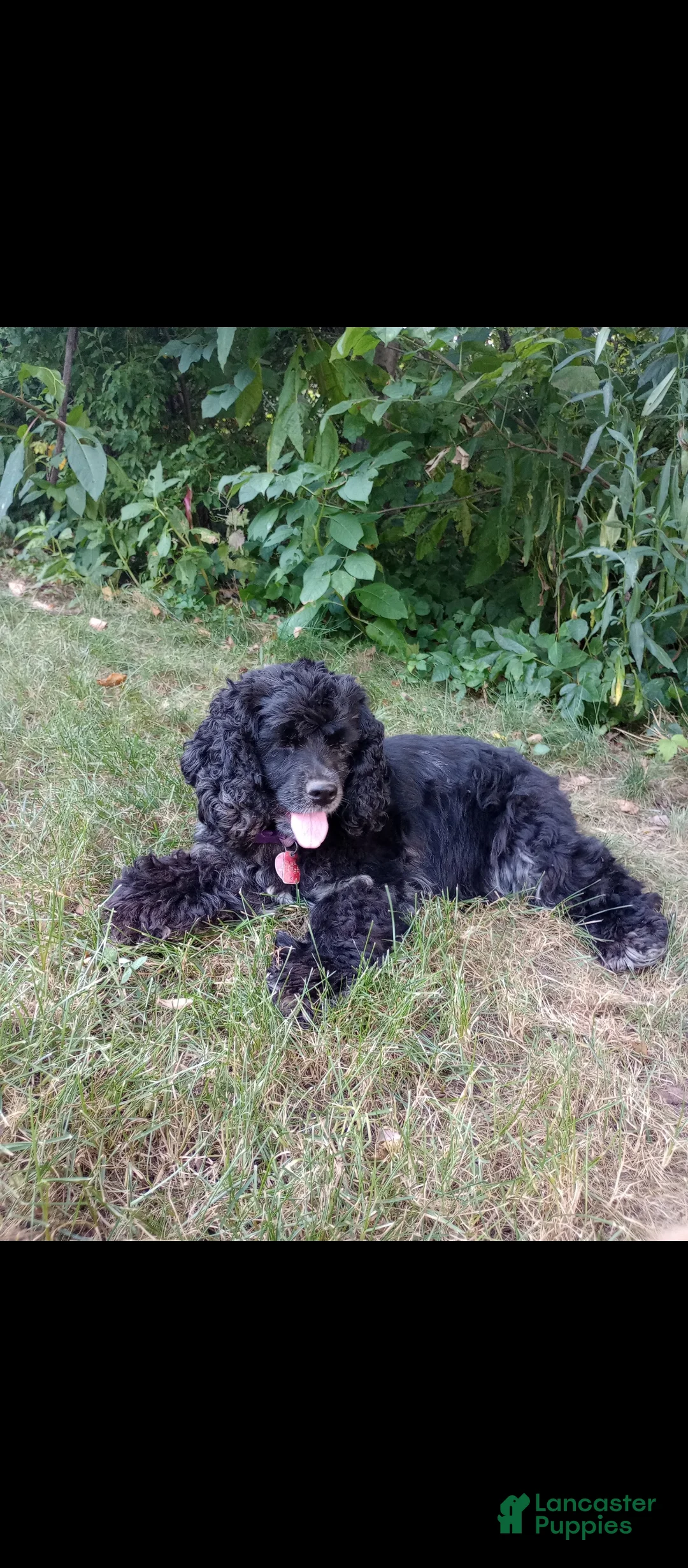 Cocker Spaniel dogs for sale: Sunny - Ad 5