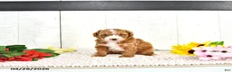 Miniature Poodle dogs for sale: Randall - Ad 3