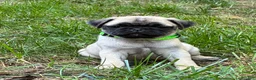 Pug dogs for sale: Harlo - Ad 6