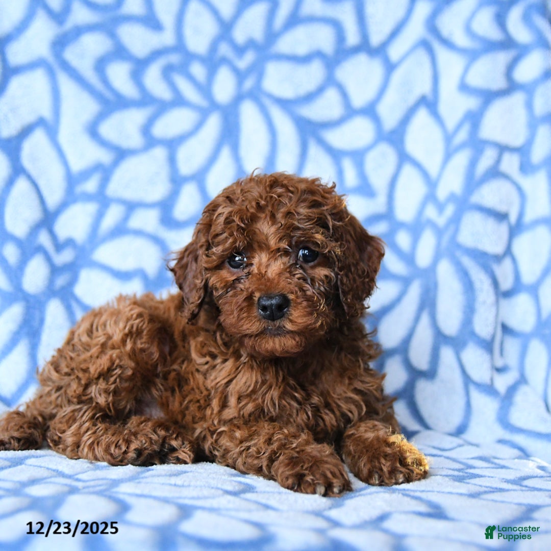 Mini Goldendoodle dogs for sale: Cocoa - Ad 3