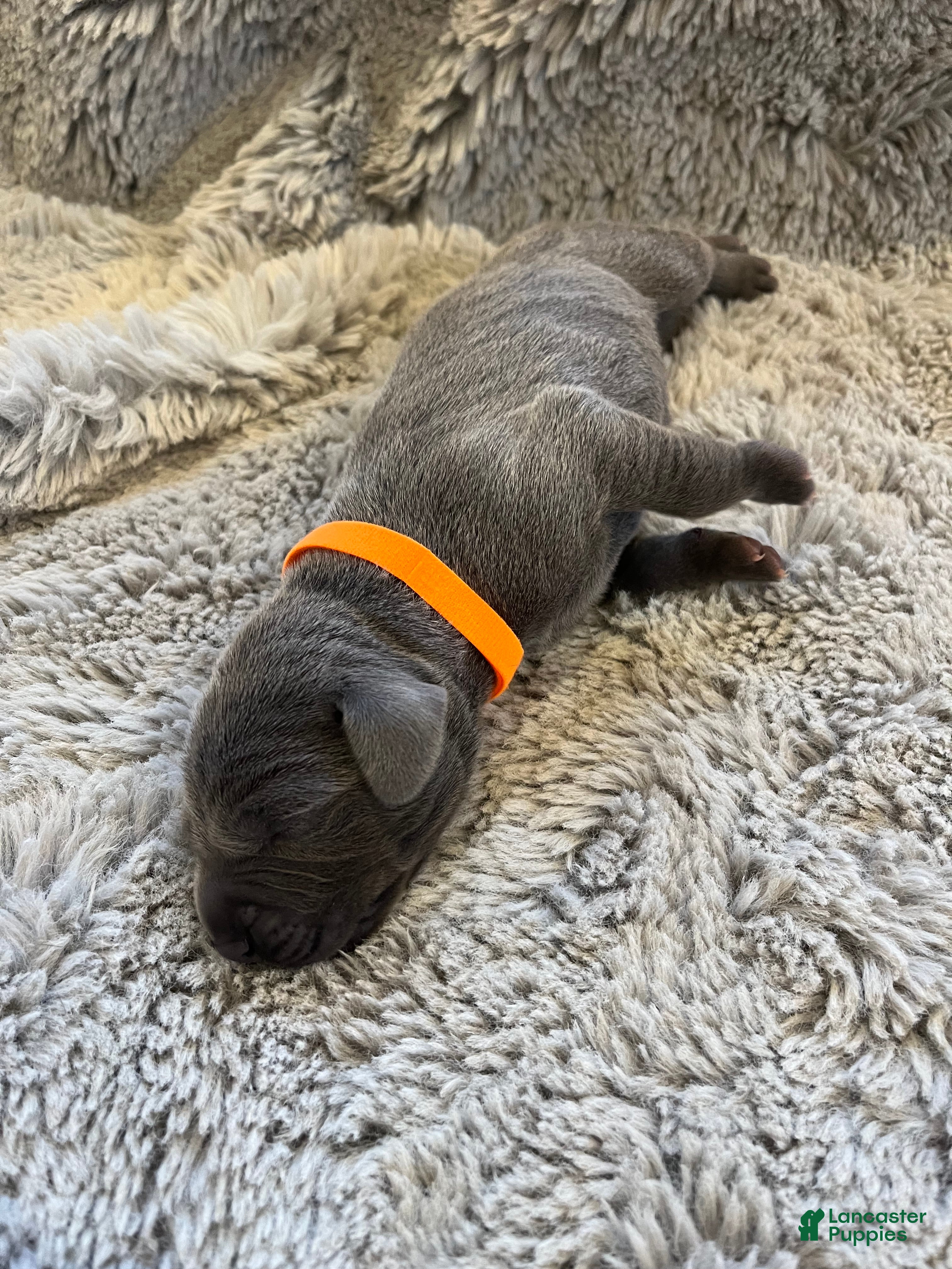 Weimaraner dogs Weimaraner Puppy 10 - Ad 1