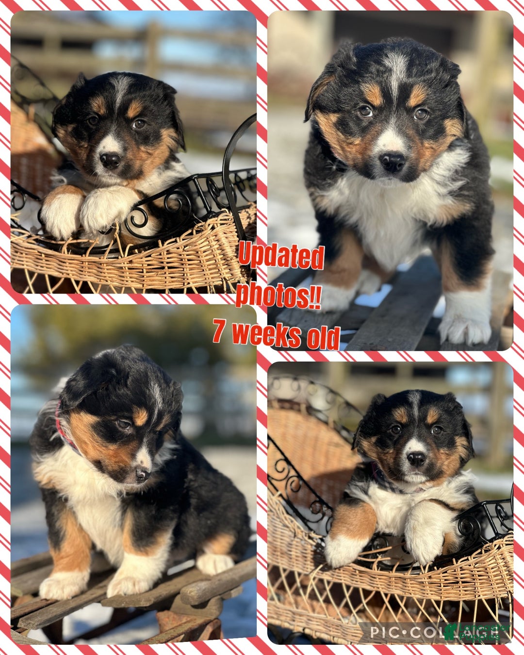 Miniature Australian Shepherd dogs for sale: Snowflake  - Ad 3