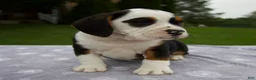 Beabull dogs for sale: Della - Ad 5