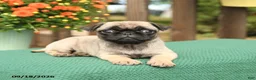 Pug dogs for sale: Molly - Ad 4