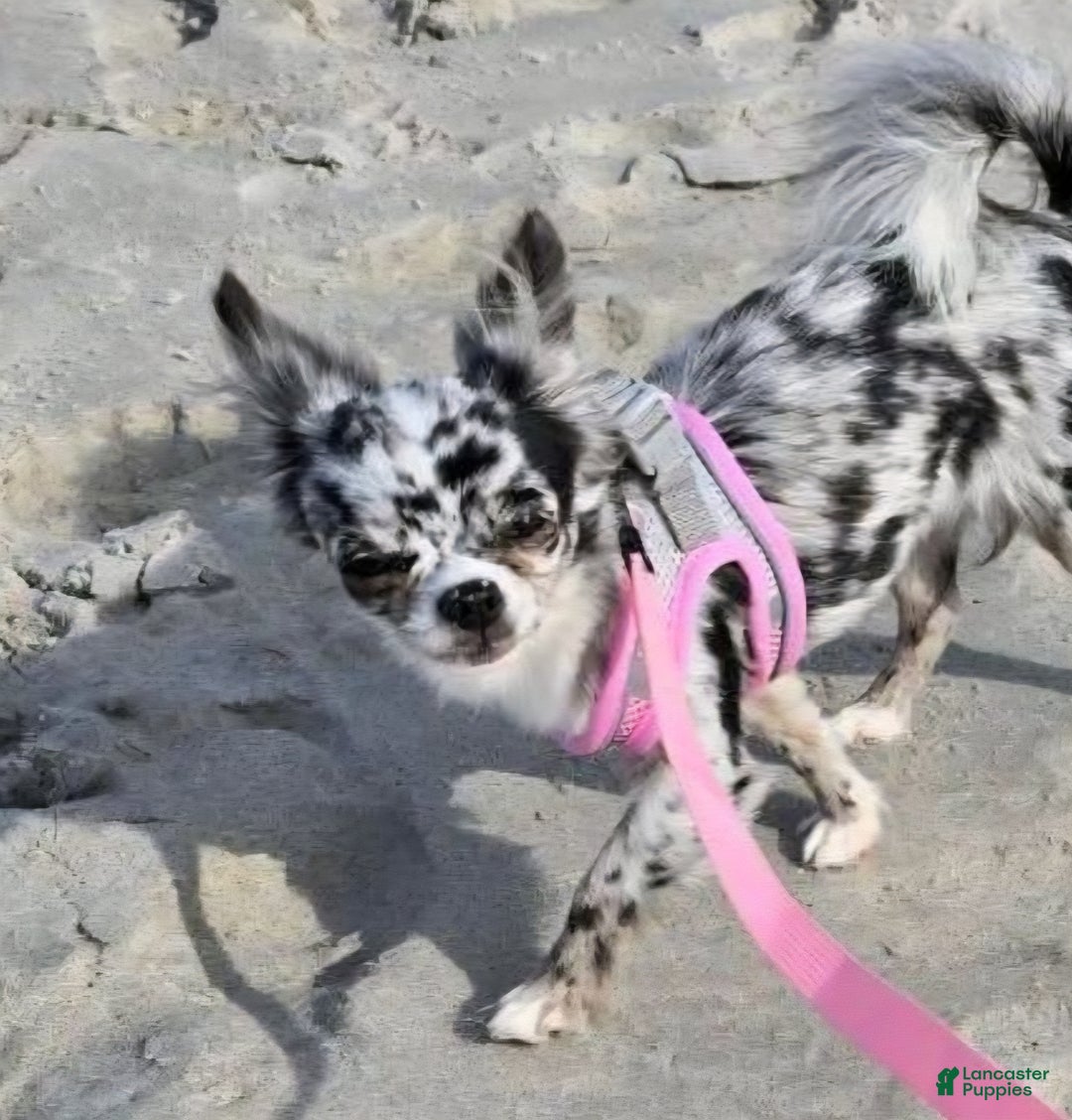 Chihuahua dogs for sale: Diamond - Ad 2