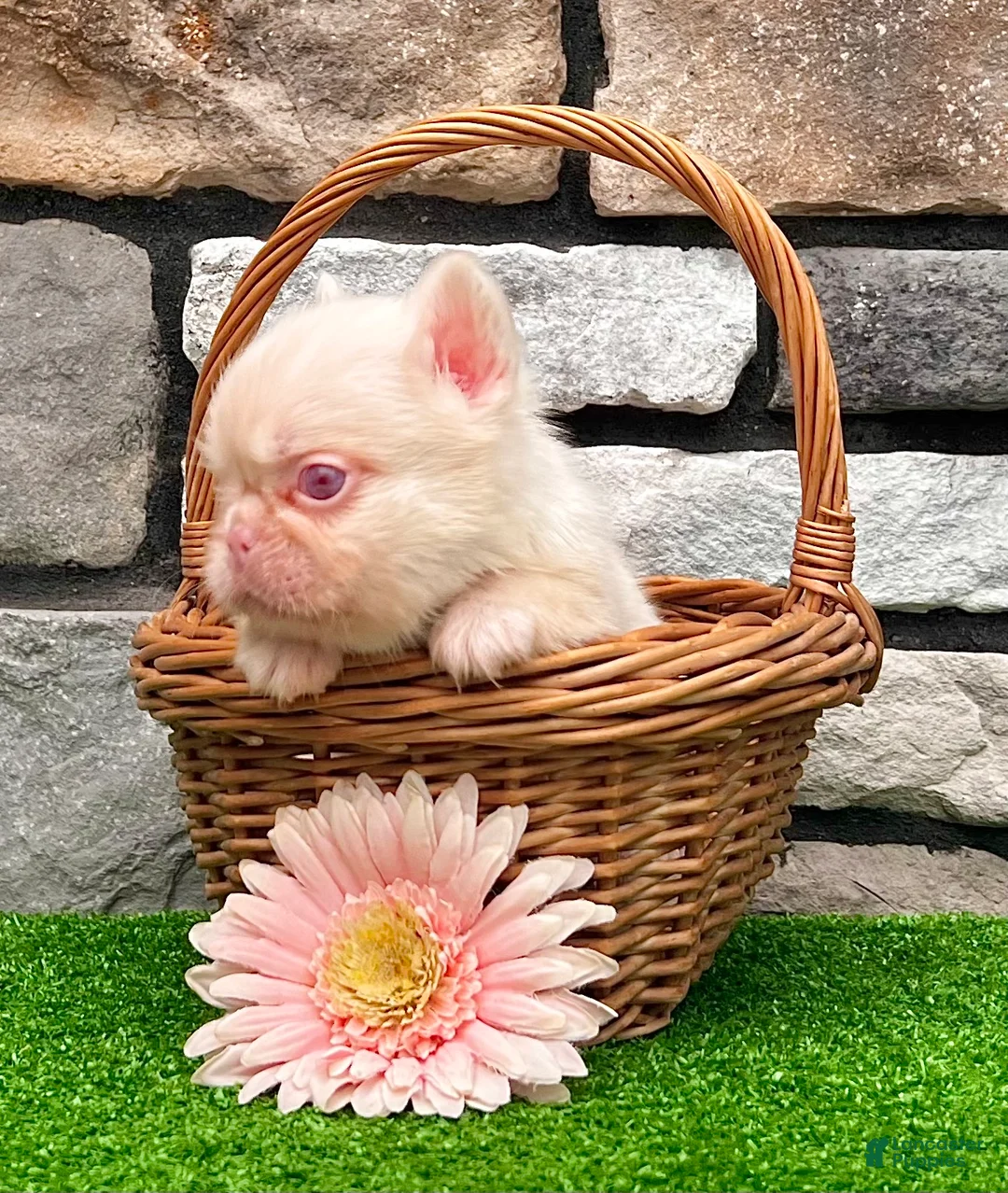 French Bulldog dogs for sale: Candi Pink - Ad 1