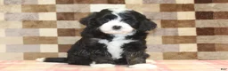 Mini Bernedoodle dogs for sale: Cupcake - Ad 3